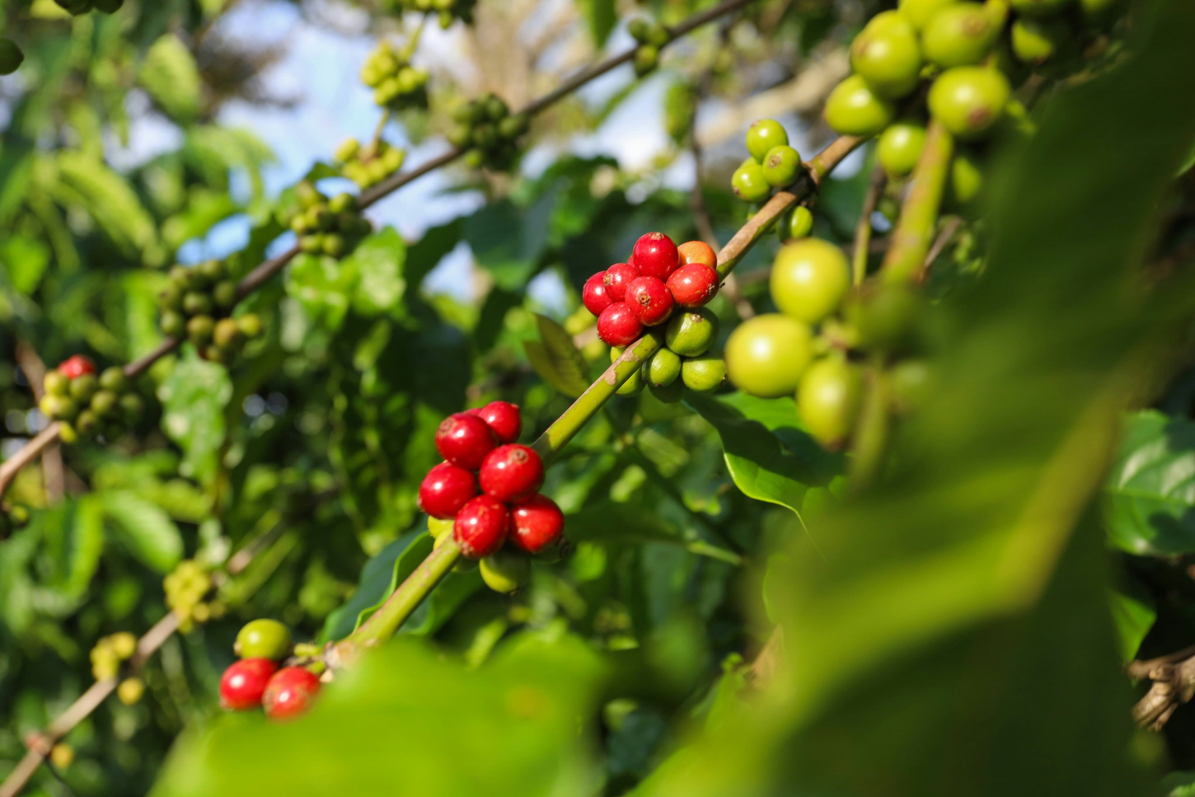 Boosting Coffee Exports via Commodity Sourcing